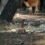 [Carnet rose] Zoo de Montpellier : une vigogne est née ce week-end